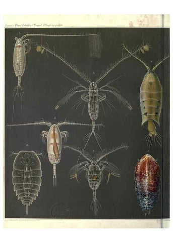 Reproducción/Reproduction 17744303270: Systematik und faunistik der pelagischen copepoden des golfes von Neapel und der angrenzenden meeres-abschnitte,. Berlin,R. Friedlander & sohn,1892.