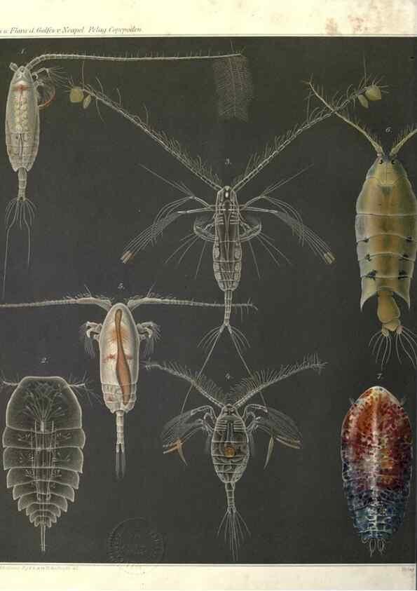 Reproducción/Reproduction 17744303270: Systematik und faunistik der pelagischen copepoden des golfes von Neapel und der angrenzenden meeres-abschnitte,. Berlin,R. Friedlander & sohn,1892.
