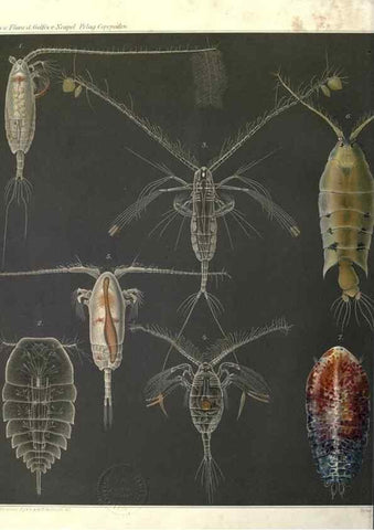 Reproducción/Reproduction 17744303270: Systematik und faunistik der pelagischen copepoden des golfes von Neapel und der angrenzenden meeres-abschnitte,. Berlin,R. Friedlander & sohn,1892.
