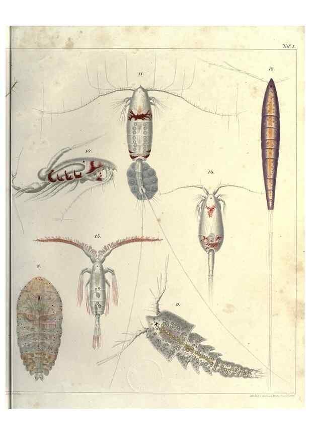 Reproducción/Reproduction 17932636091: Systematik und faunistik der pelagischen copepoden des golfes von Neapel und der angrenzenden meeres-abschnitte,. Berlin,R. Friedlander & sohn,1892.