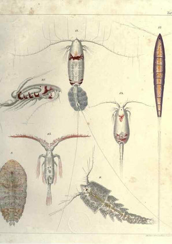 Reproducción/Reproduction 17932636091: Systematik und faunistik der pelagischen copepoden des golfes von Neapel und der angrenzenden meeres-abschnitte,. Berlin,R. Friedlander & sohn,1892.
