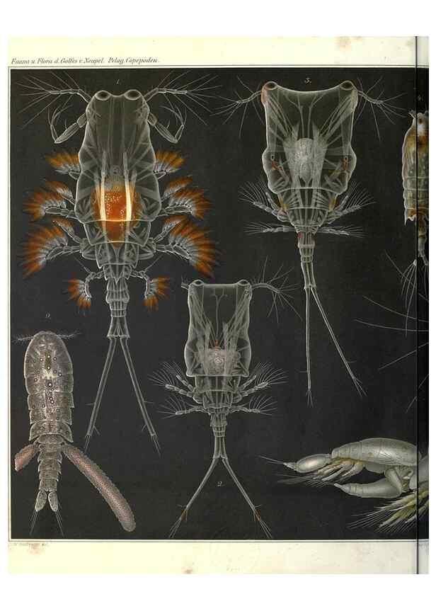 Reproducción/Reproduction 17745770959: Systematik und faunistik der pelagischen copepoden des golfes von Neapel und der angrenzenden meeres-abschnitte,. Berlin,R. Friedlander & sohn,1892.
