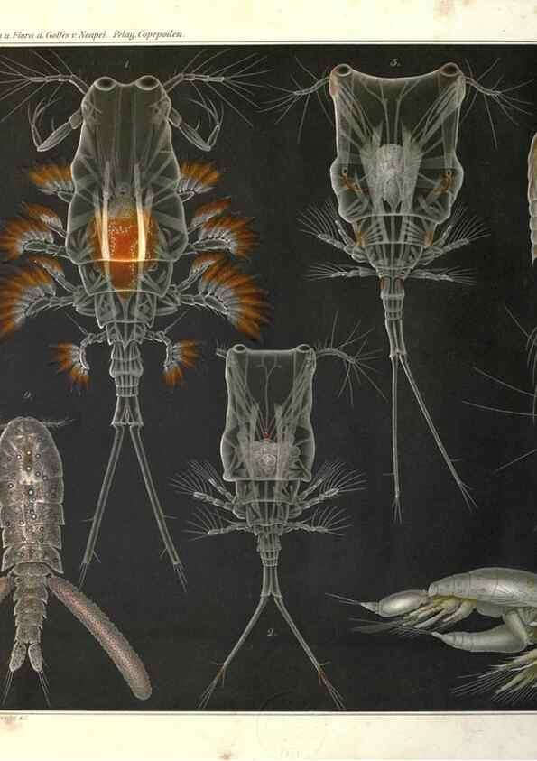 Reproducción/Reproduction 17745770959: Systematik und faunistik der pelagischen copepoden des golfes von Neapel und der angrenzenden meeres-abschnitte,. Berlin,R. Friedlander & sohn,1892.