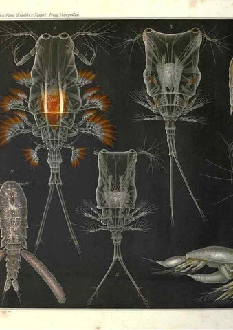 Reproducción/Reproduction 17745770959: Systematik und faunistik der pelagischen copepoden des golfes von Neapel und der angrenzenden meeres-abschnitte,. Berlin,R. Friedlander & sohn,1892.