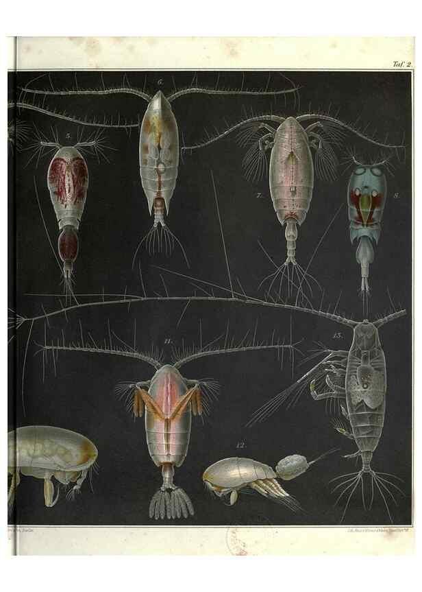 Reproducción/Reproduction 17311527563: Systematik und faunistik der pelagischen copepoden des golfes von Neapel und der angrenzenden meeres-abschnitte,. Berlin,R. Friedlander & sohn,1892.