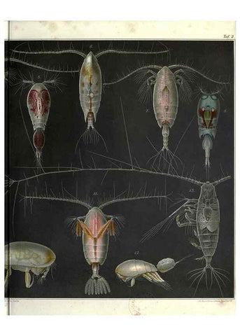 Reproducción/Reproduction 17311527563: Systematik und faunistik der pelagischen copepoden des golfes von Neapel und der angrenzenden meeres-abschnitte,. Berlin,R. Friedlander & sohn,1892.