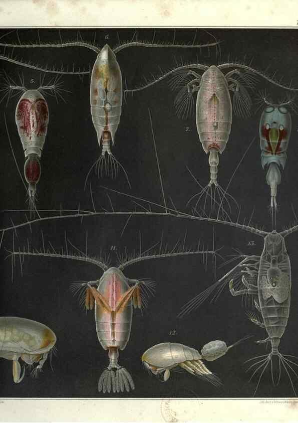 Reproducción/Reproduction 17311527563: Systematik und faunistik der pelagischen copepoden des golfes von Neapel und der angrenzenden meeres-abschnitte,. Berlin,R. Friedlander & sohn,1892.