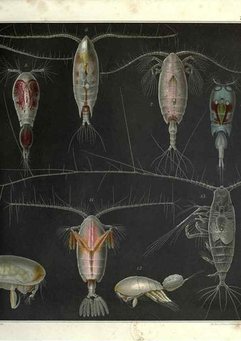 Reproducción/Reproduction 17311527563: Systematik und faunistik der pelagischen copepoden des golfes von Neapel und der angrenzenden meeres-abschnitte,. Berlin,R. Friedlander & sohn,1892.