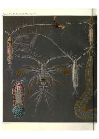 Reproducción/Reproduction 17745789629: Systematik und faunistik der pelagischen copepoden des golfes von Neapel und der angrenzenden meeres-abschnitte,. Berlin,R. Friedlander & sohn,1892.
