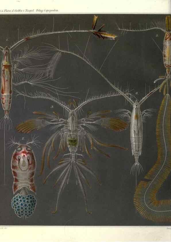 Reproducción/Reproduction 17745789629: Systematik und faunistik der pelagischen copepoden des golfes von Neapel und der angrenzenden meeres-abschnitte,. Berlin,R. Friedlander & sohn,1892.