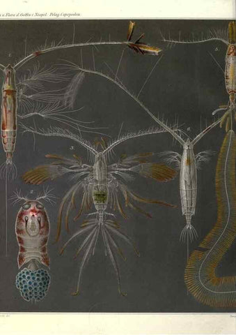 Reproducción/Reproduction 17745789629: Systematik und faunistik der pelagischen copepoden des golfes von Neapel und der angrenzenden meeres-abschnitte,. Berlin,R. Friedlander & sohn,1892.