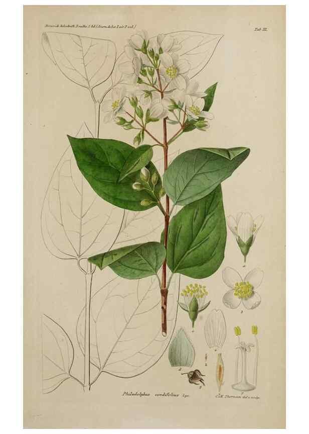 Reproducción/Reproduction 17683201269: Botanisk tidsskrift.. København,Dansk botanisk forening [etc.]
