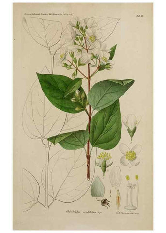 Reproducción/Reproduction 17683201269: Botanisk tidsskrift.. København,Dansk botanisk forening [etc.]
