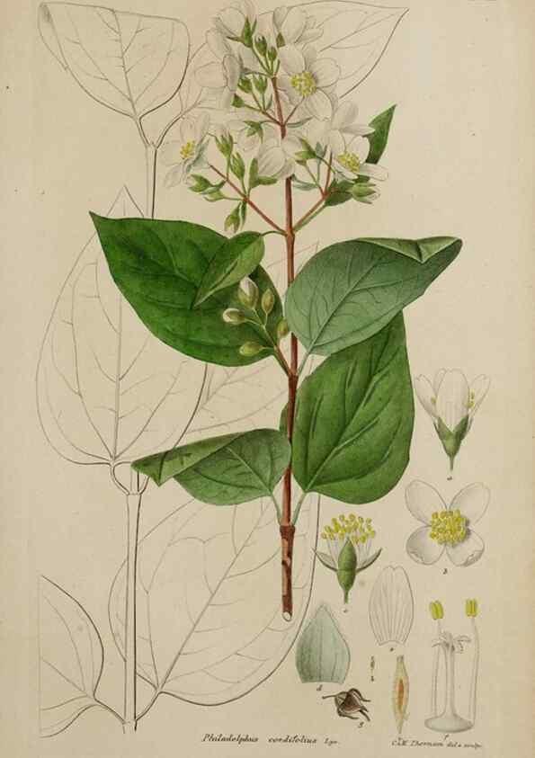 Reproducción/Reproduction 17683201269: Botanisk tidsskrift.. København,Dansk botanisk forening [etc.]