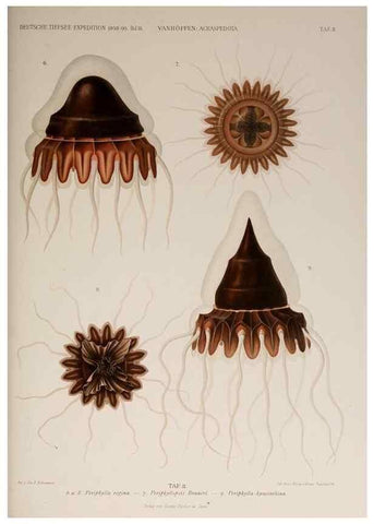 Reproducción/Reproduction 17246614883: Die acraspeden Medusen der deutschen Tiefsee-Expedition 1898-1899.. Jena,G. Fischer,1902