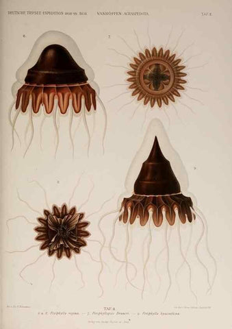Reproducción/Reproduction 17246614883: Die acraspeden Medusen der deutschen Tiefsee-Expedition 1898-1899.. Jena,G. Fischer,1902