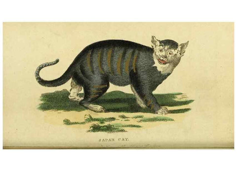 Reproducción/Reproduction 19963215080: The Naturalist's Pocket Magazine or compleat cabinet of the curiosities and beauties of nature.. London.