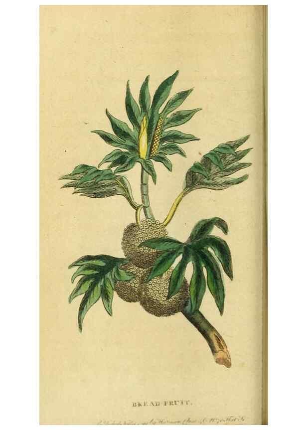 Reproducción/Reproduction 20124963116: The Naturalist's Pocket Magazine or compleat cabinet of the curiosities and beauties of nature.. London.