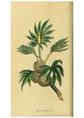 Reproducción/Reproduction 20124963116: The Naturalist's Pocket Magazine or compleat cabinet of the curiosities and beauties of nature.. London.