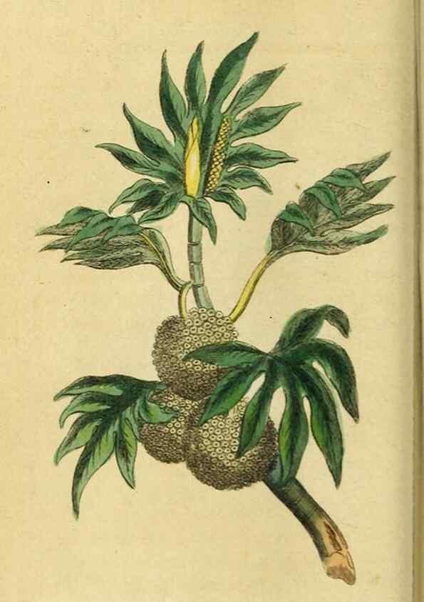 Reproducción/Reproduction 20124963116: The Naturalist's Pocket Magazine or compleat cabinet of the curiosities and beauties of nature.. London.