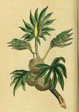 Reproducción/Reproduction 20124963116: The Naturalist's Pocket Magazine or compleat cabinet of the curiosities and beauties of nature.. London.