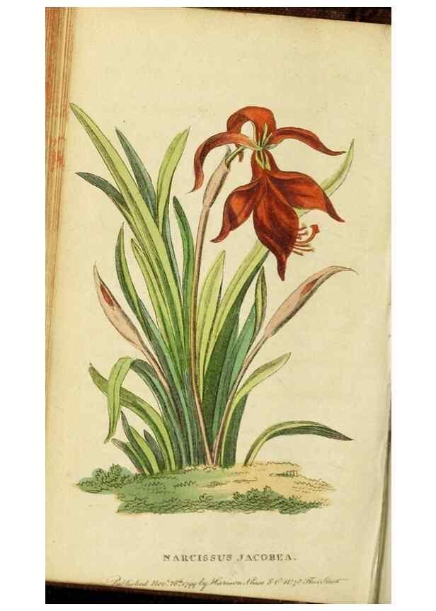 Reproducción/Reproduction 20125053136: The Naturalist's Pocket Magazine or compleat cabinet of the curiosities and beauties of nature.. London.
