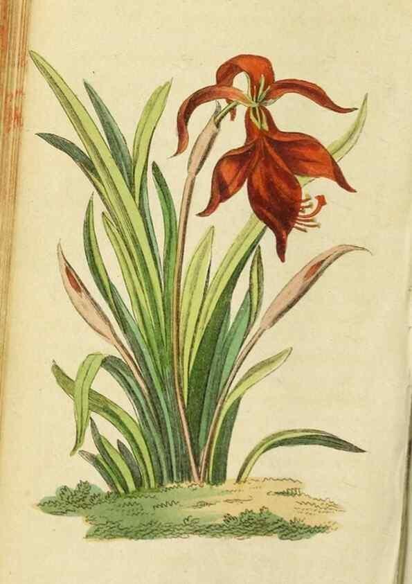 Reproducción/Reproduction 20125053136: The Naturalist's Pocket Magazine or compleat cabinet of the curiosities and beauties of nature.. London.