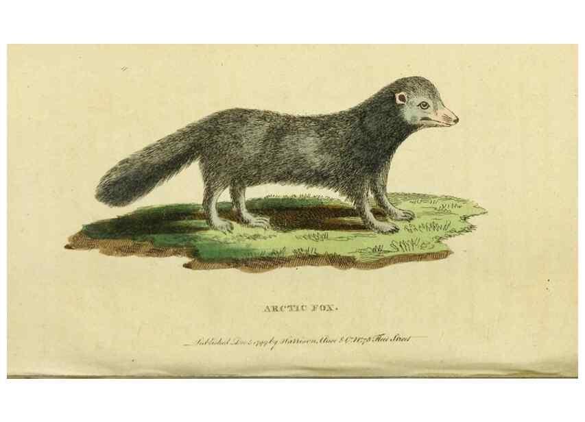 Reproducción/Reproduction 19963246628: The Naturalist's Pocket Magazine or compleat cabinet of the curiosities and beauties of nature.. London.