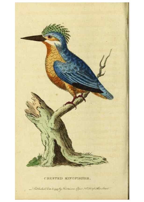 Reproducción/Reproduction 20125061036: The Naturalist's Pocket Magazine or compleat cabinet of the curiosities and beauties of nature.. London.