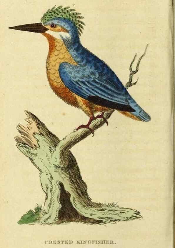 Reproducción/Reproduction 20125061036: The Naturalist's Pocket Magazine or compleat cabinet of the curiosities and beauties of nature.. London.