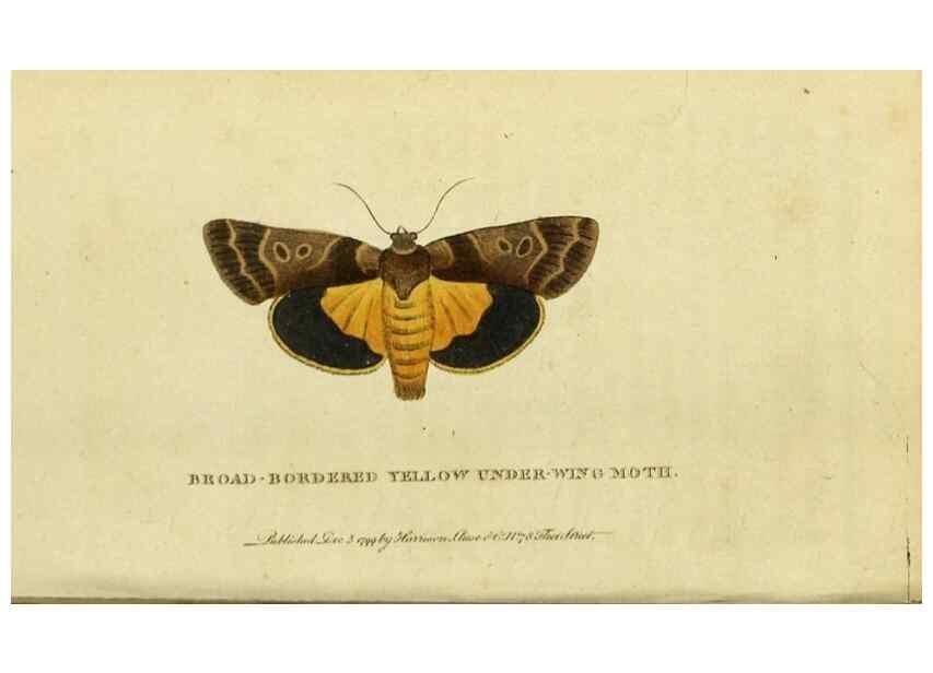 Reproducción/Reproduction 19528685774: The Naturalist's Pocket Magazine or compleat cabinet of the curiosities and beauties of nature.. London.