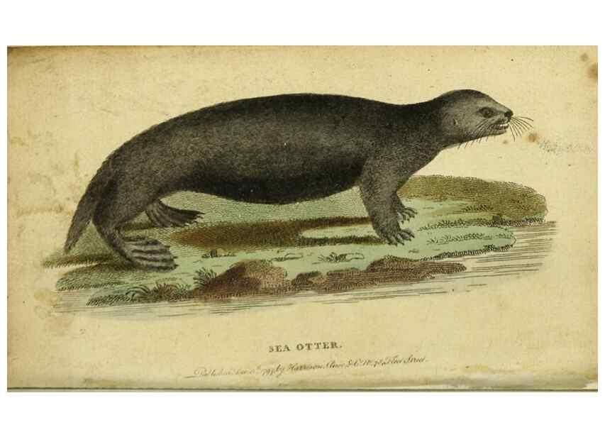 Reproducción/Reproduction 19963259558: The Naturalist's Pocket Magazine or compleat cabinet of the curiosities and beauties of nature.. London.