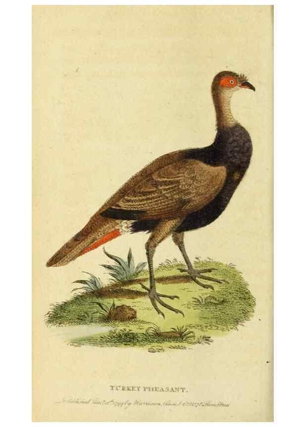 Reproducción/Reproduction 20151337865: The Naturalist's Pocket Magazine or compleat cabinet of the curiosities and beauties of nature.. London.