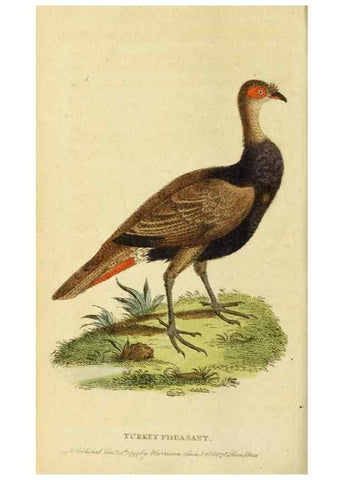 Reproducción/Reproduction 20151337865: The Naturalist's Pocket Magazine or compleat cabinet of the curiosities and beauties of nature.. London.