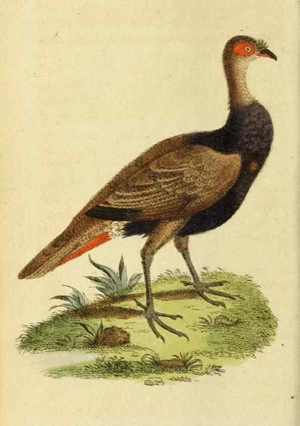 Reproducción/Reproduction 20151337865: The Naturalist's Pocket Magazine or compleat cabinet of the curiosities and beauties of nature.. London.