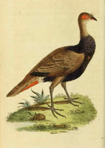 Reproducción/Reproduction 20151337865: The Naturalist's Pocket Magazine or compleat cabinet of the curiosities and beauties of nature.. London.