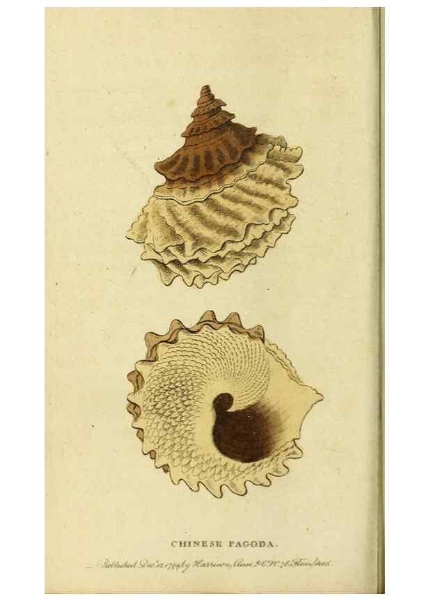 Reproducción/Reproduction 19964671109: The Naturalist's Pocket Magazine or compleat cabinet of the curiosities and beauties of nature.. London.
