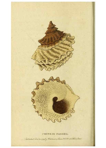 Reproducción/Reproduction 19964671109: The Naturalist's Pocket Magazine or compleat cabinet of the curiosities and beauties of nature.. London.