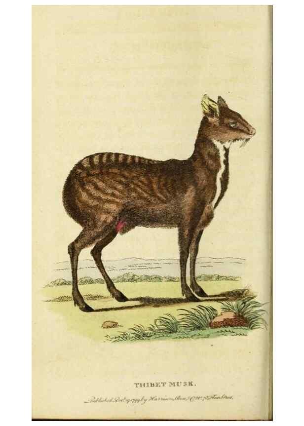 Reproducción/Reproduction 20125082706: The Naturalist's Pocket Magazine or compleat cabinet of the curiosities and beauties of nature.. London.