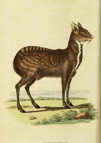 Reproducción/Reproduction 20125082706: The Naturalist's Pocket Magazine or compleat cabinet of the curiosities and beauties of nature.. London.