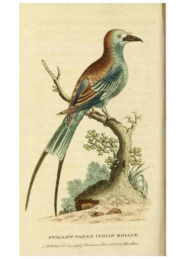 Reproducción/Reproduction 20151351345: The Naturalist's Pocket Magazine or compleat cabinet of the curiosities and beauties of nature.. London.