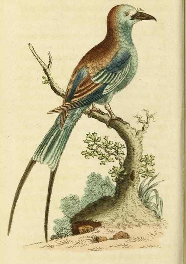 Reproducción/Reproduction 20151351345: The Naturalist's Pocket Magazine or compleat cabinet of the curiosities and beauties of nature.. London.