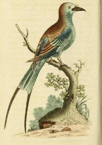 Reproducción/Reproduction 20151351345: The Naturalist's Pocket Magazine or compleat cabinet of the curiosities and beauties of nature.. London.