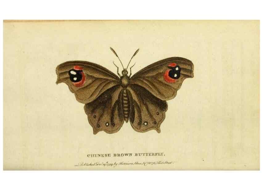 Reproducción/Reproduction 19530381203: The Naturalist's Pocket Magazine or compleat cabinet of the curiosities and beauties of nature.. London.