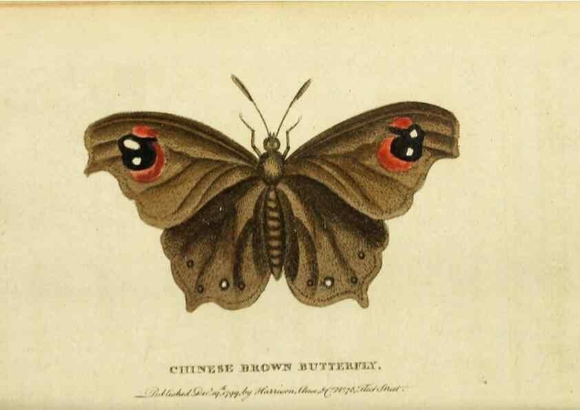 Reproducción/Reproduction 19530381203: The Naturalist's Pocket Magazine or compleat cabinet of the curiosities and beauties of nature.. London.