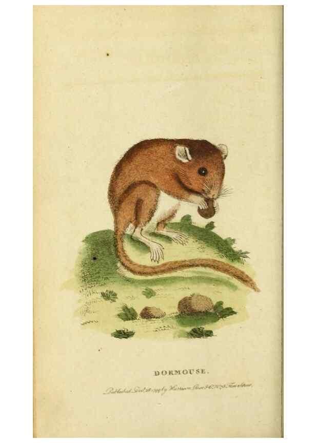 Reproducción/Reproduction 19528714464: The Naturalist's Pocket Magazine or compleat cabinet of the curiosities and beauties of nature.. London.