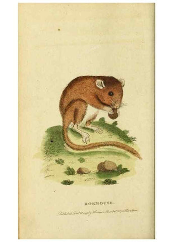 Reproducción/Reproduction 19528714464: The Naturalist's Pocket Magazine or compleat cabinet of the curiosities and beauties of nature.. London.