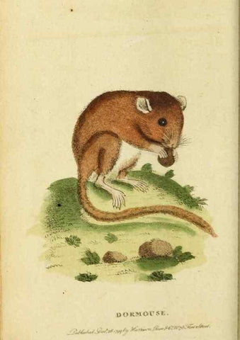 Reproducción/Reproduction 19528714464: The Naturalist's Pocket Magazine or compleat cabinet of the curiosities and beauties of nature.. London.