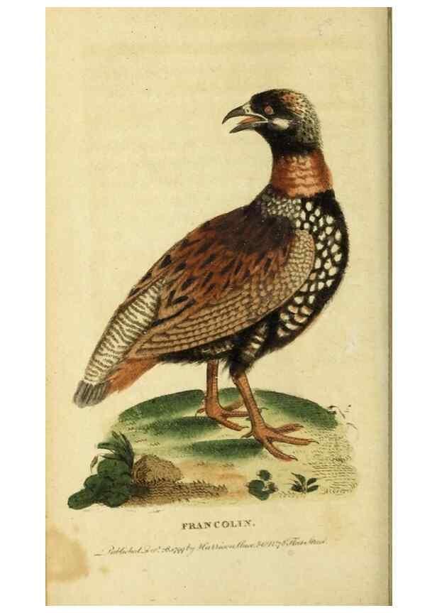 Reproducción/Reproduction 19963288988: The Naturalist's Pocket Magazine or compleat cabinet of the curiosities and beauties of nature.. London.