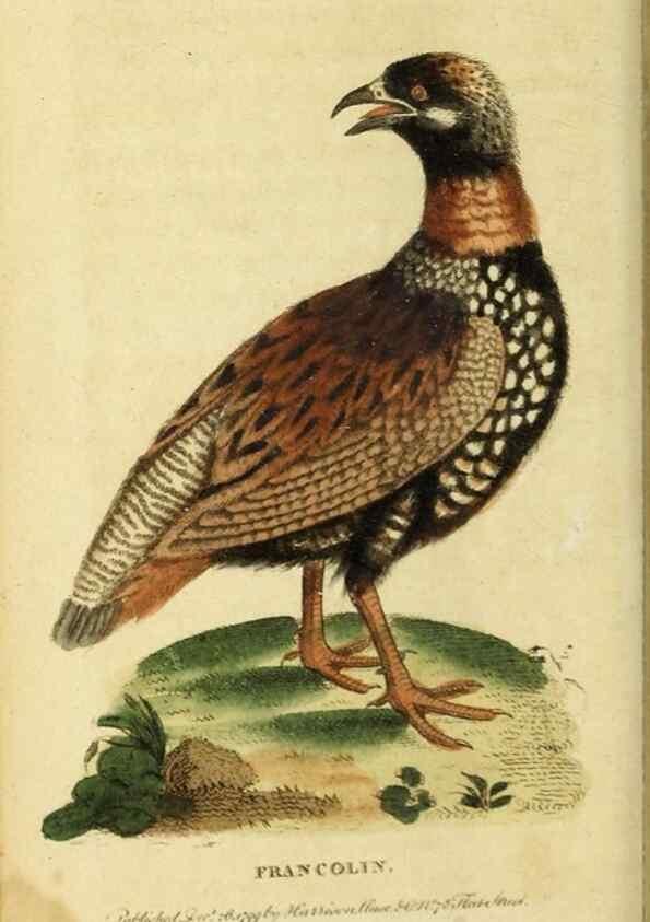 Reproducción/Reproduction 19963288988: The Naturalist's Pocket Magazine or compleat cabinet of the curiosities and beauties of nature.. London.
